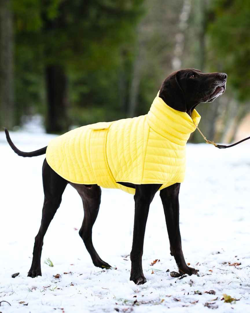 KENZOO jacket for dog. Pink, green, yellow