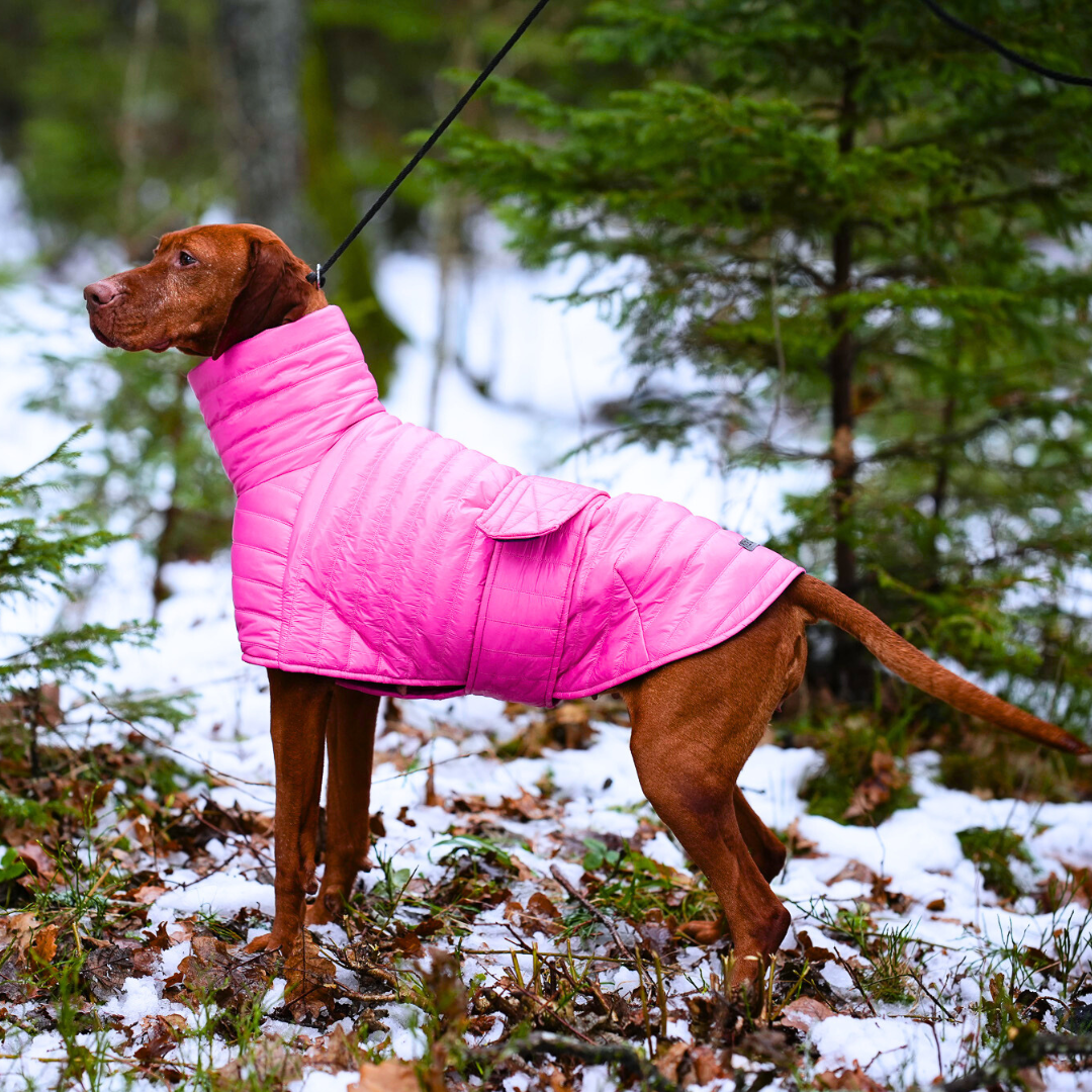 KENZOO jacket for dog. Pink, green, yellow