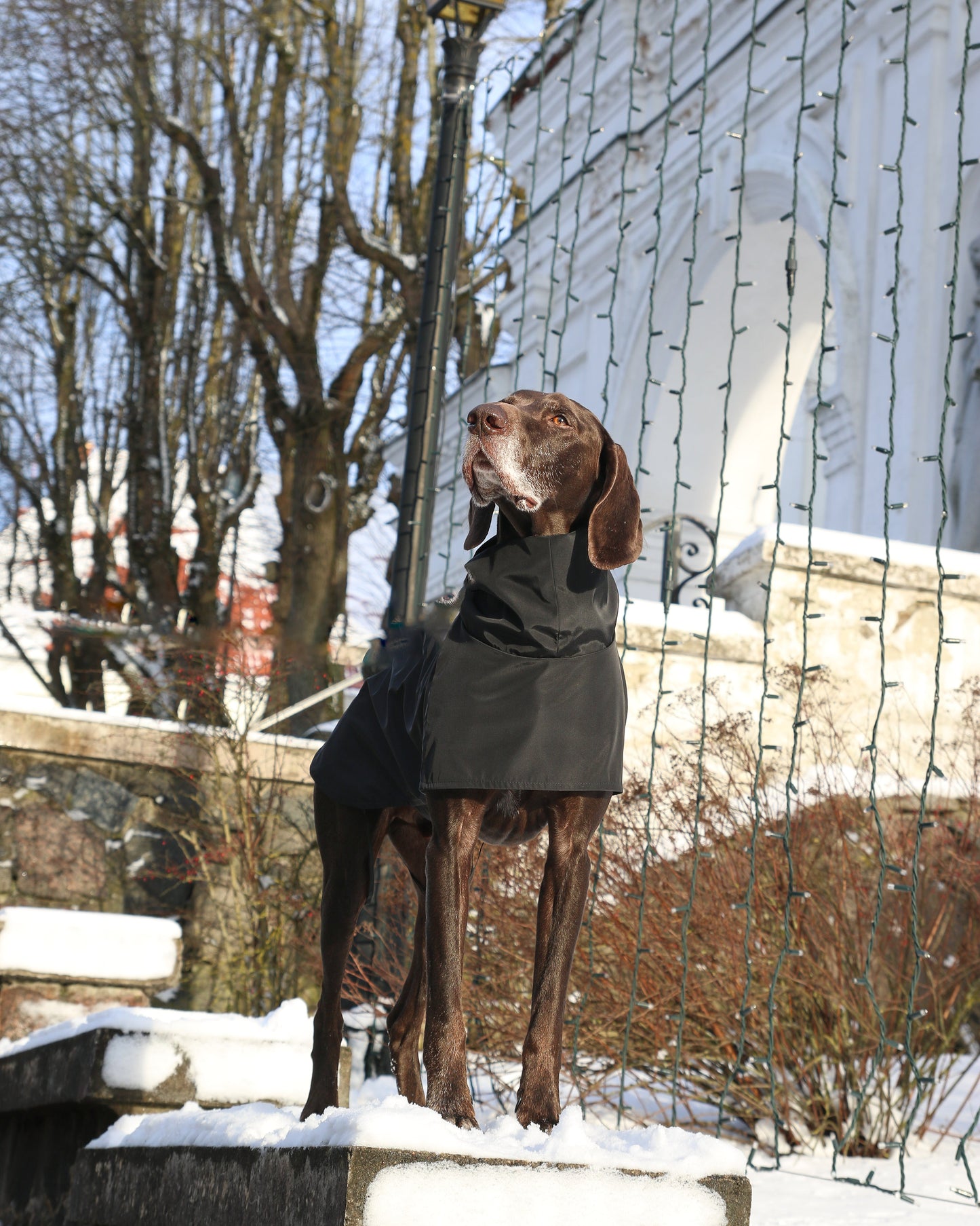 KENZOO black raincoat for dog