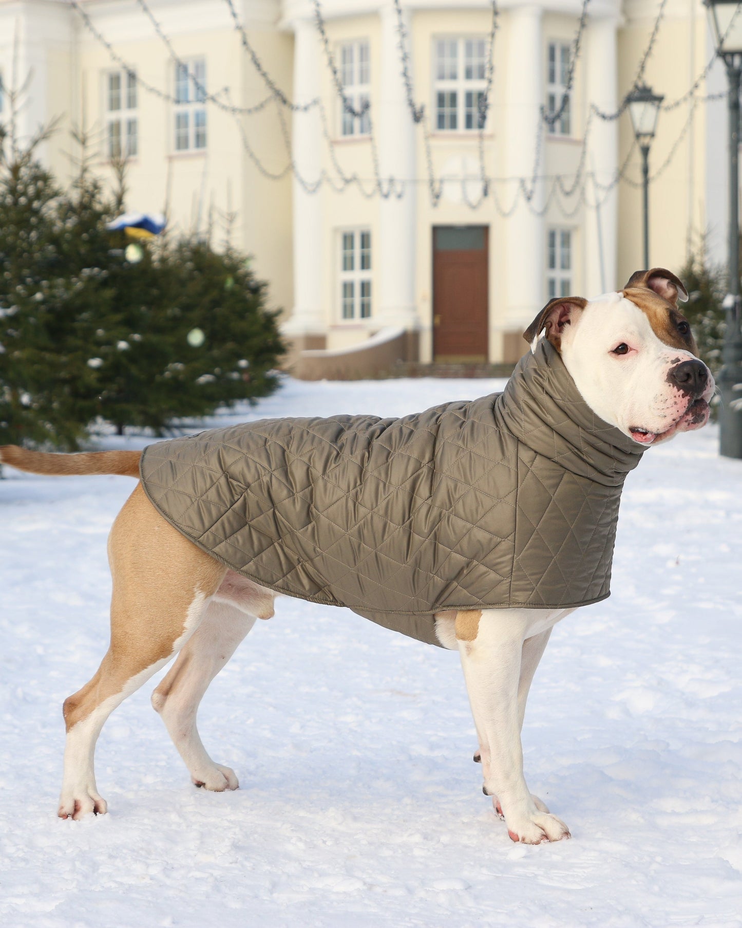 KENZOO grey-brown jacket for "bull" type dogs