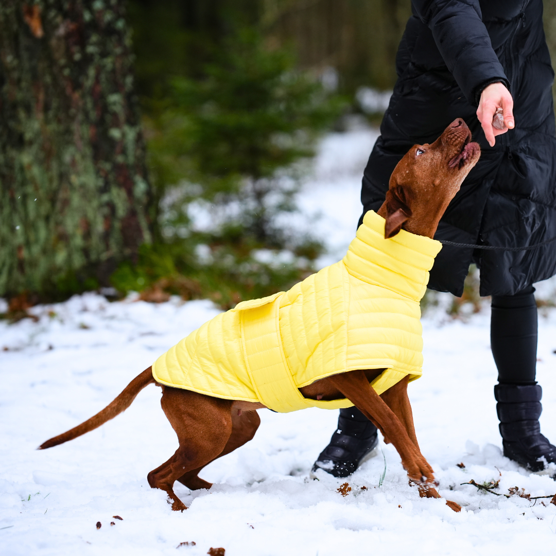 KENZOO jacket for dog. Pink, green, yellow
