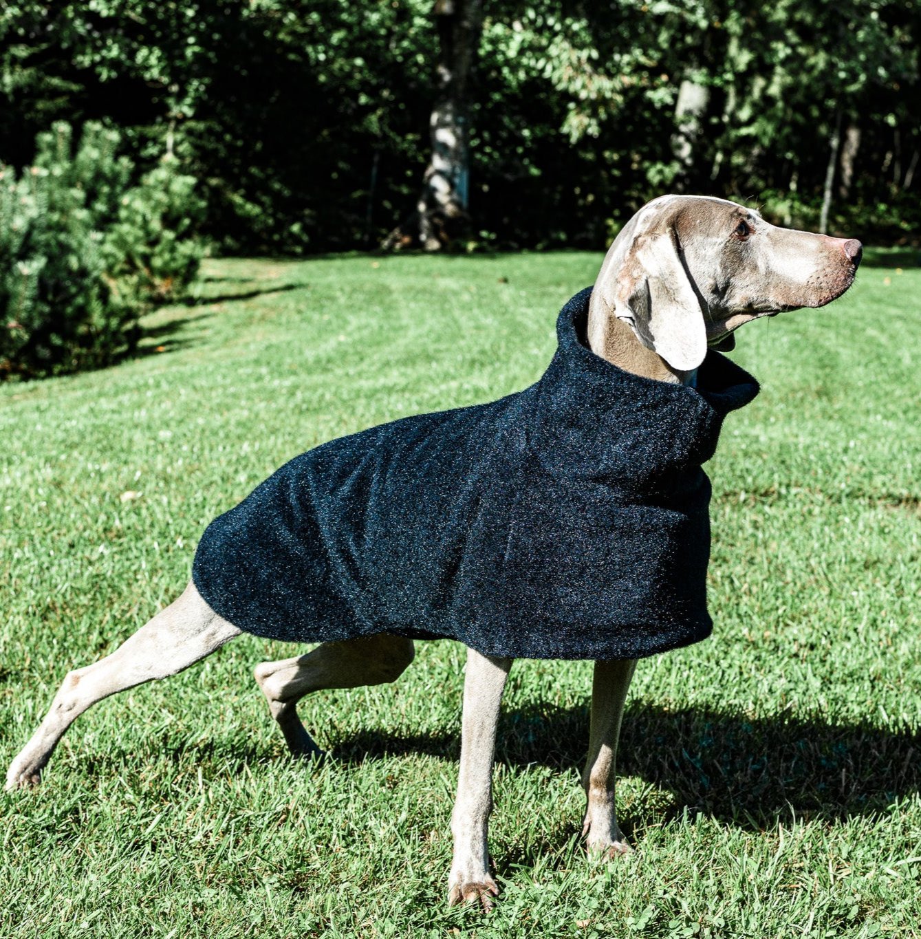 Luxurious KENZOO wool coat for a dog