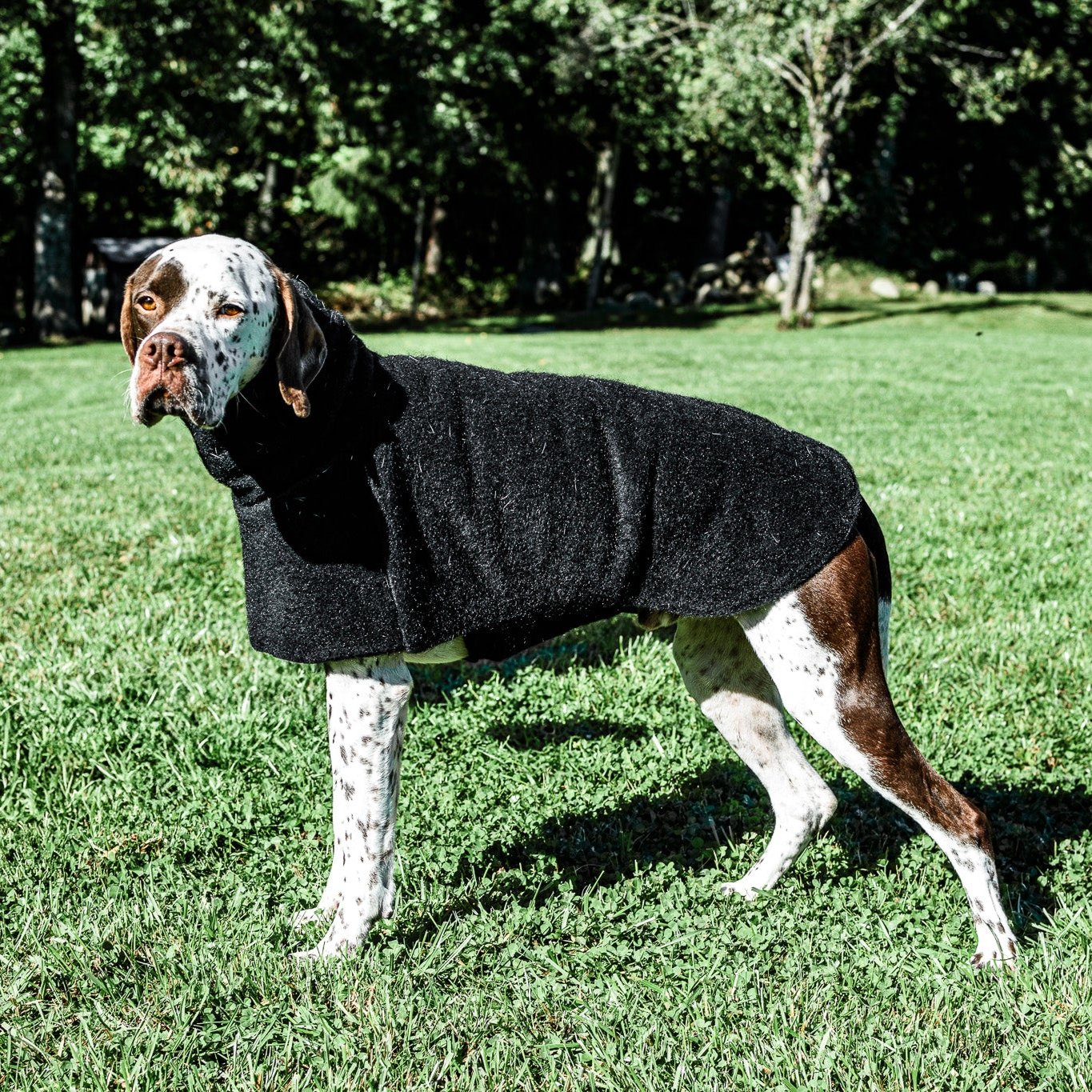 Luxurious KENZOO wool coat for a dog