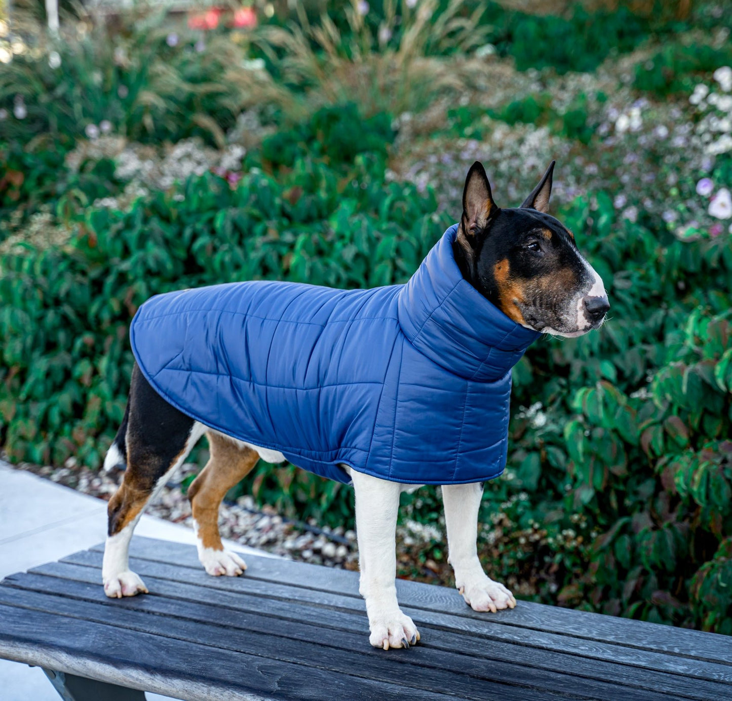 KENZOO dark blue jacket for "bull" type dogs