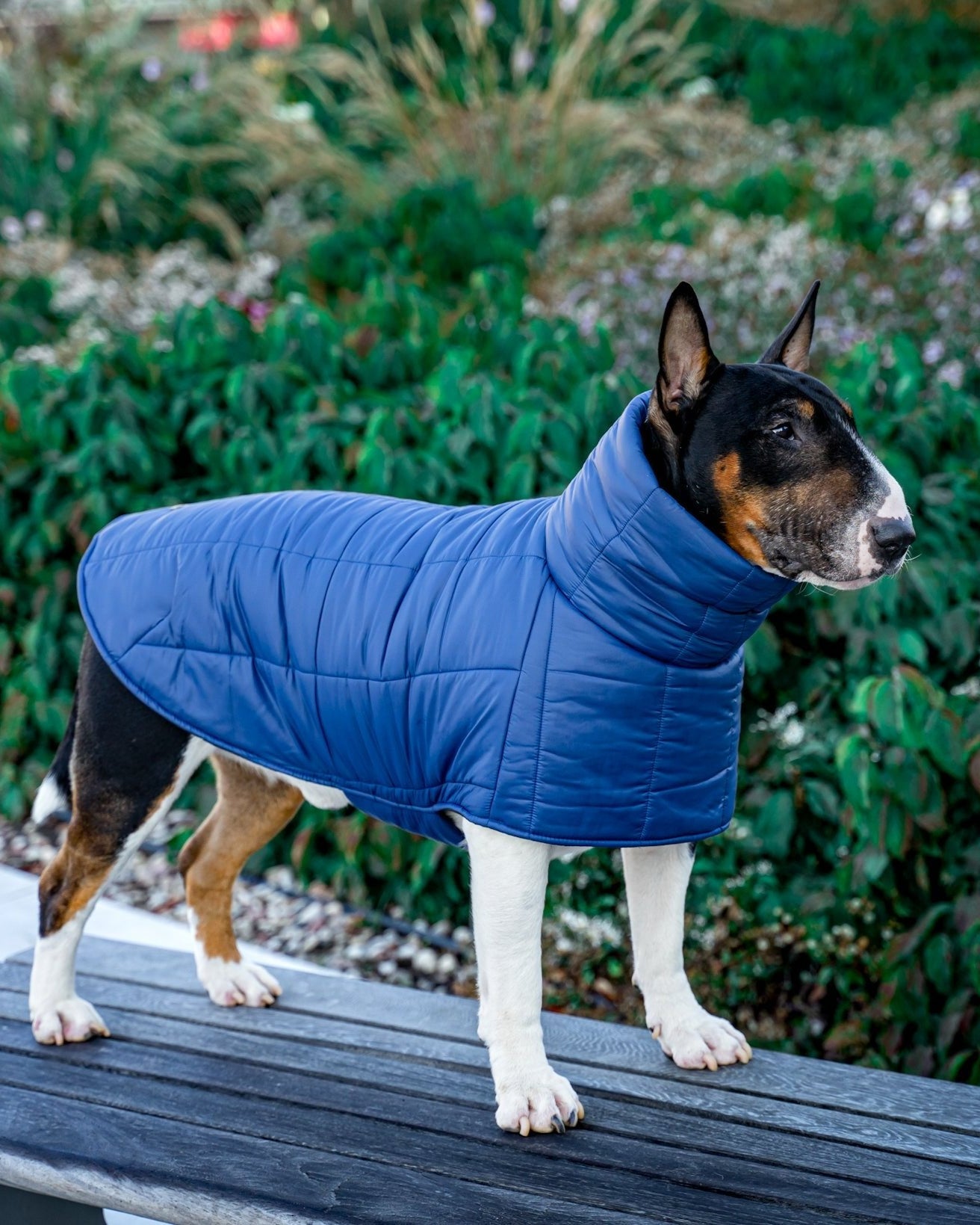 KENZOO dark blue jacket for "bull" type dogs
