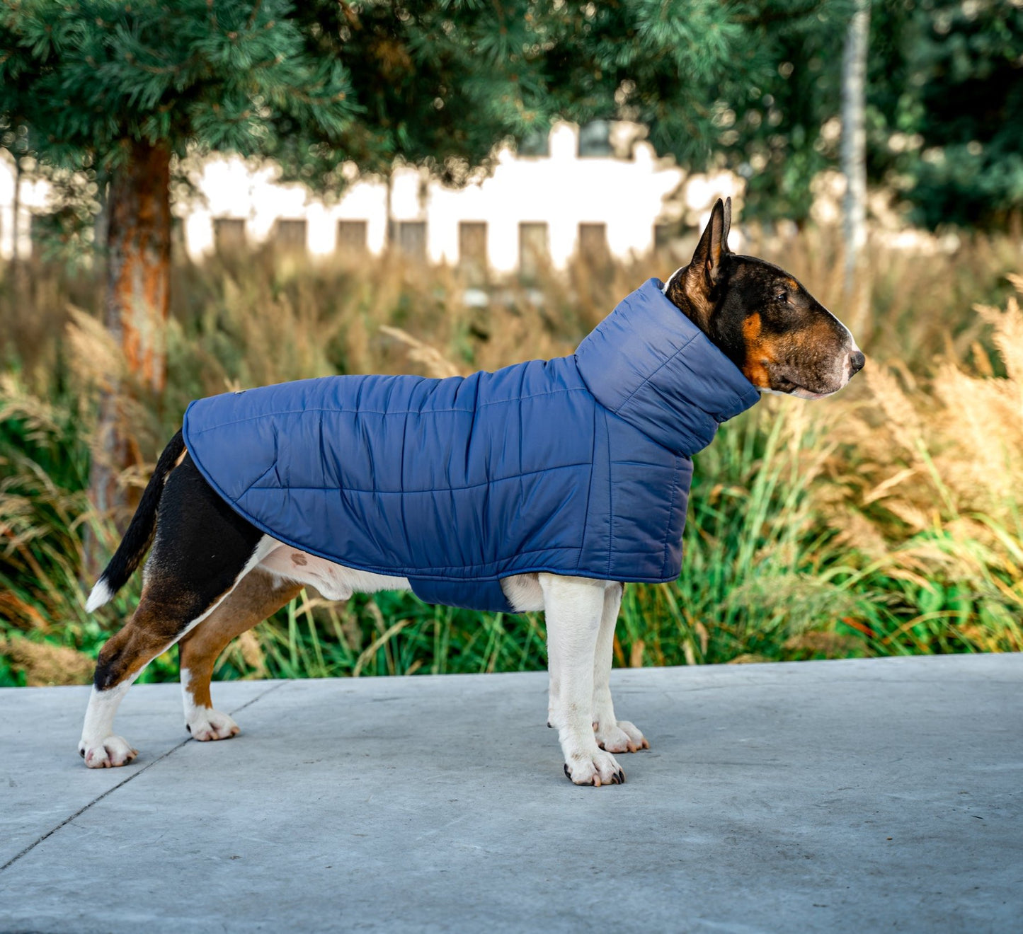 KENZOO dark blue jacket for "bull" type dogs