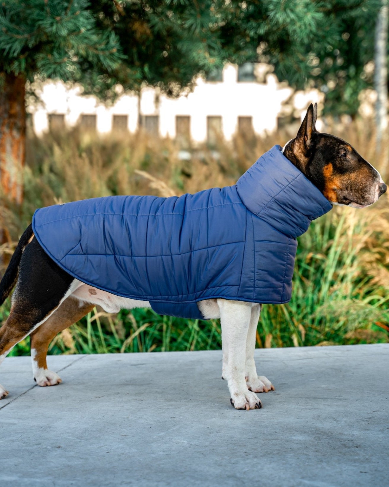 KENZOO dark blue jacket for "bull" type dogs
