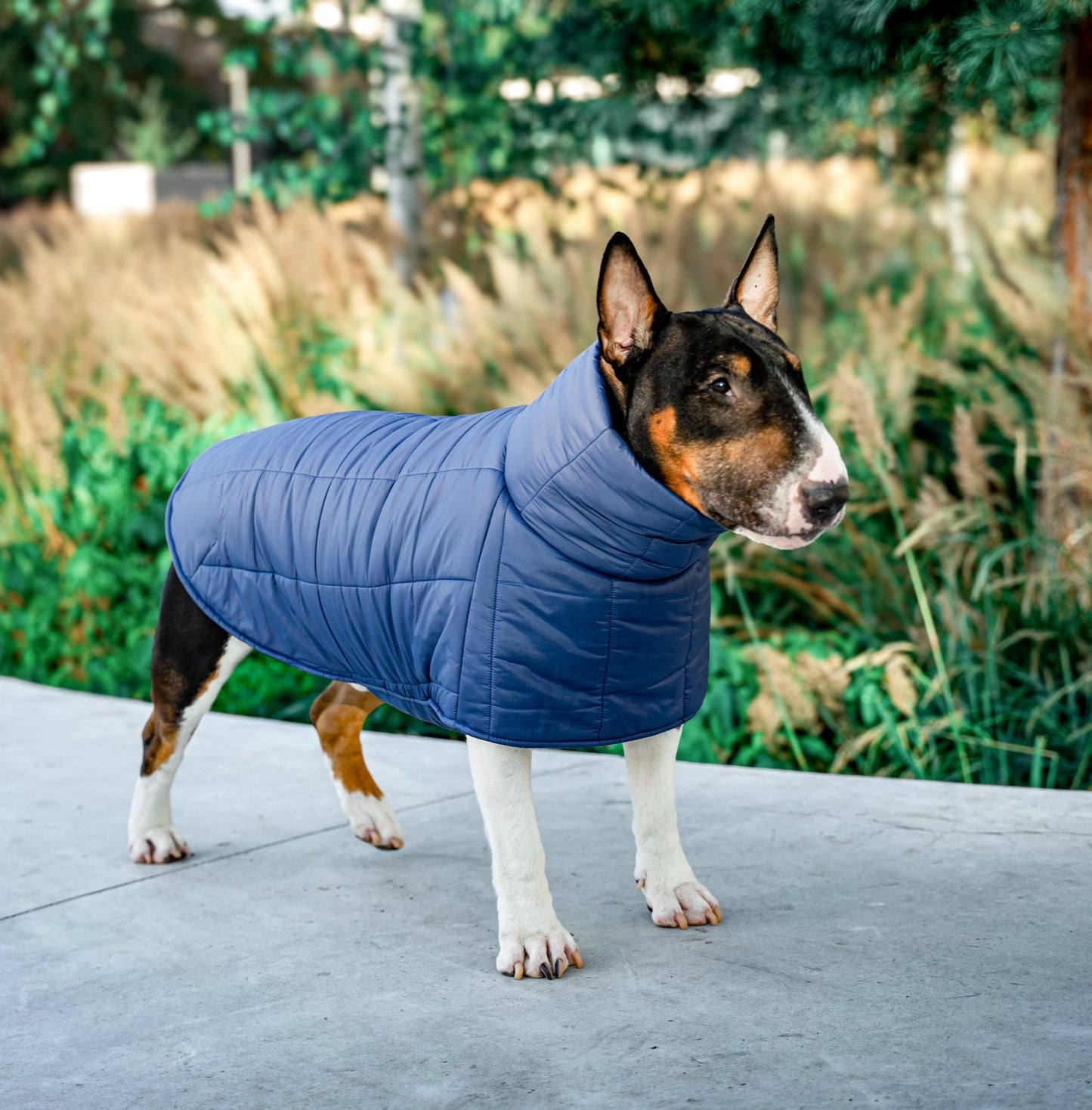 KENZOO dark blue jacket for "bull" type dogs