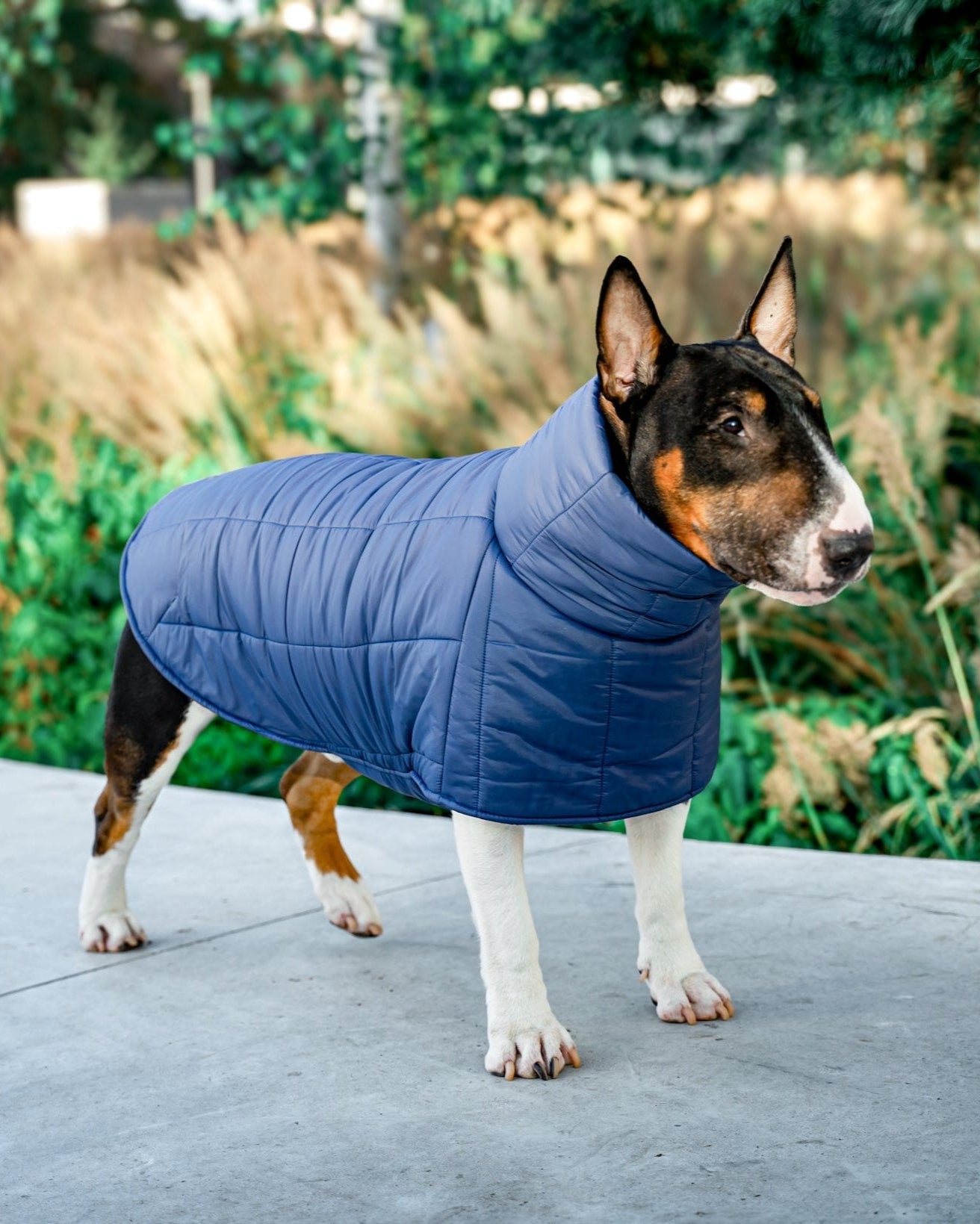 KENZOO dark blue jacket for "bull" type dogs