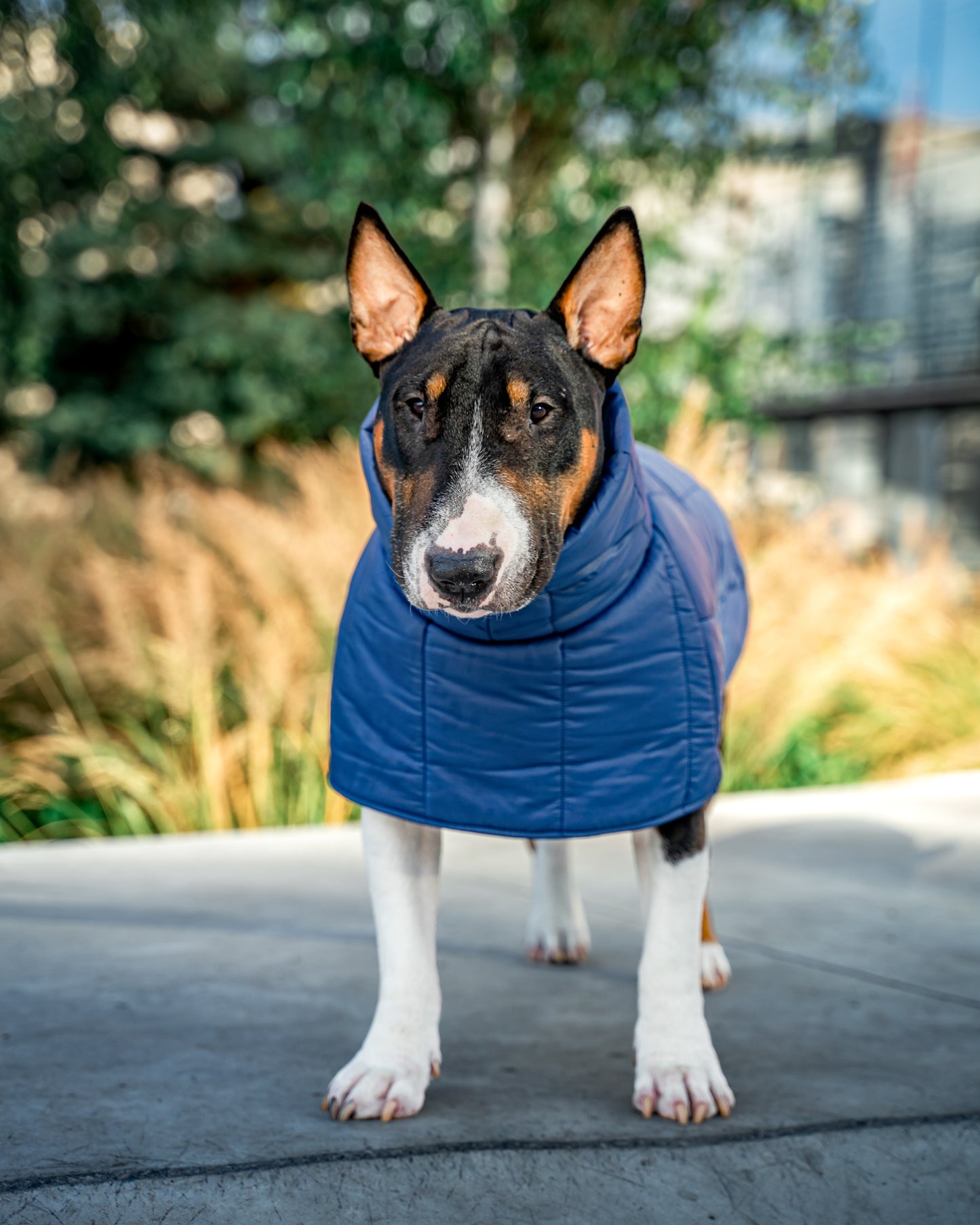 KENZOO dark blue jacket for "bull" type dogs