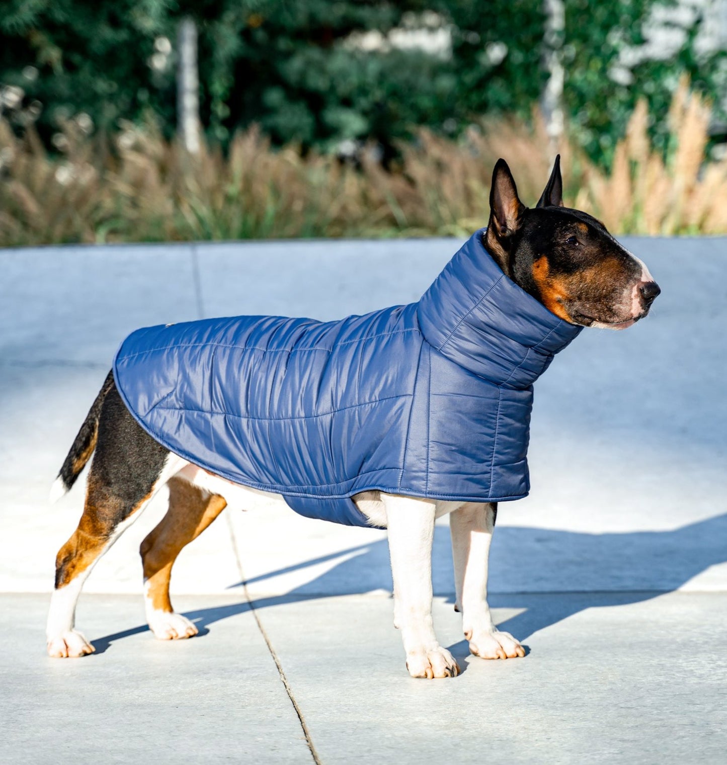 KENZOO dark blue jacket for "bull" type dogs