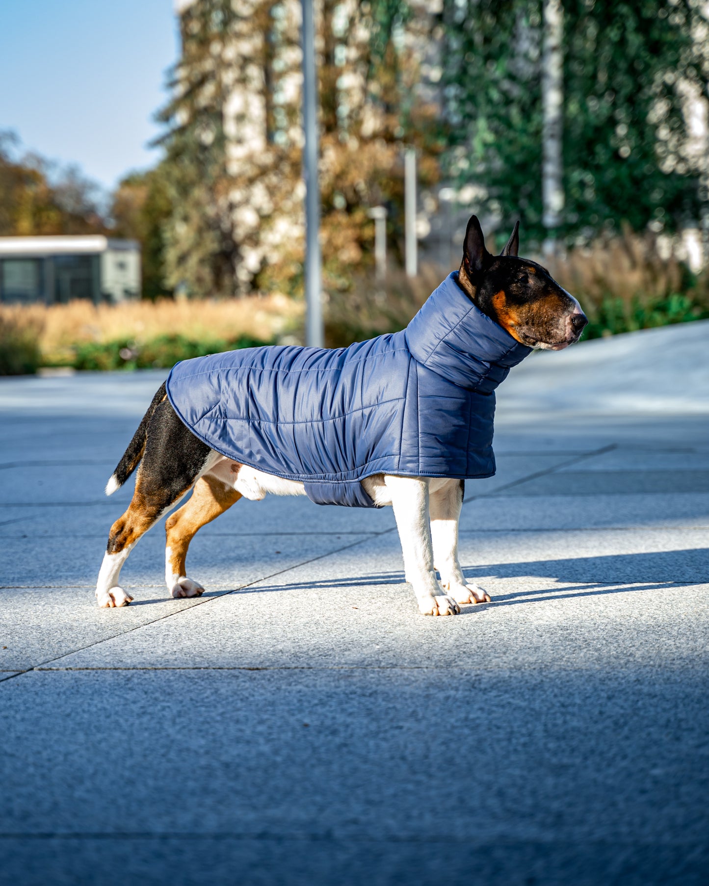 KENZOO dark blue jacket for "bull" type dogs