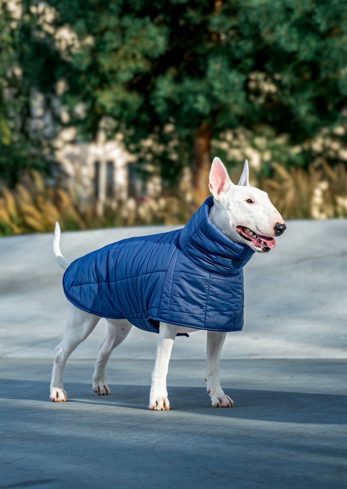 KENZOO dark blue jacket for "bull" type dogs