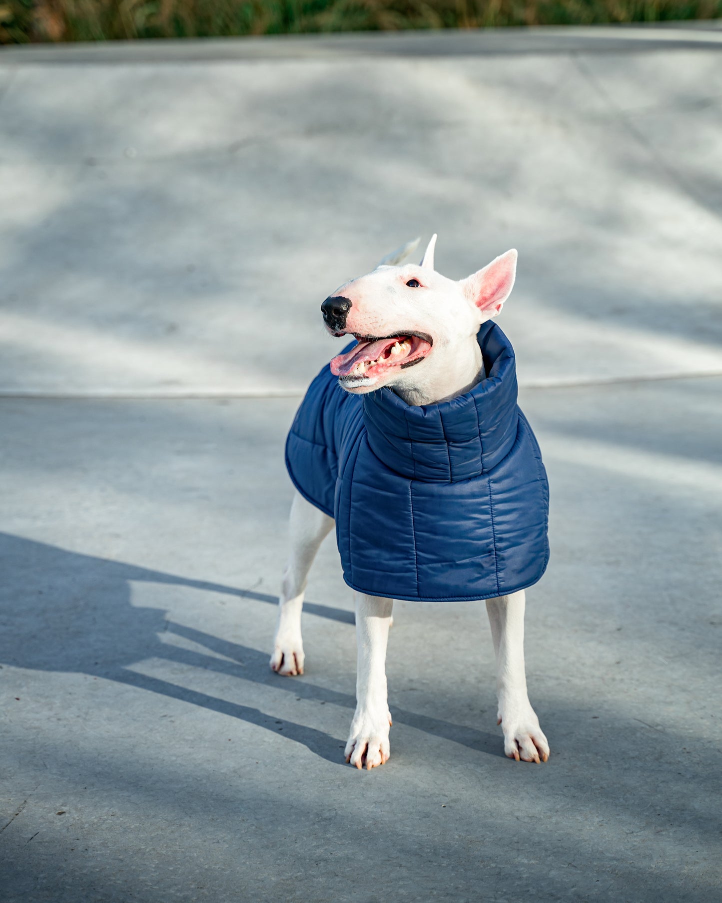 KENZOO dark blue jacket for "bull" type dogs