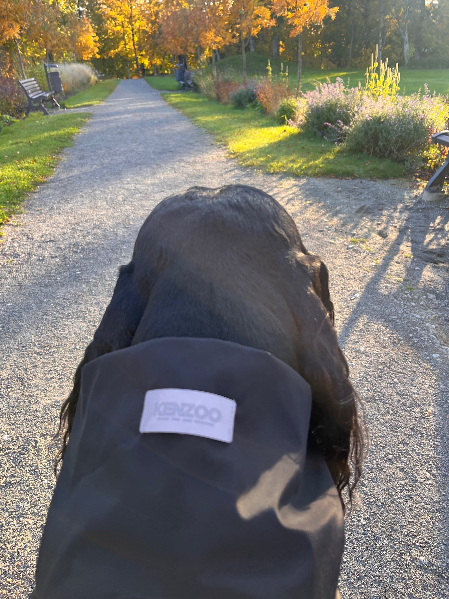 KENZOO black raincoat for dog