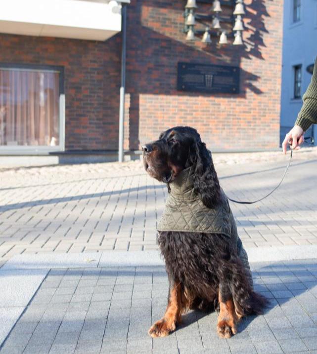 KENZOO khaki ohut koiran takki