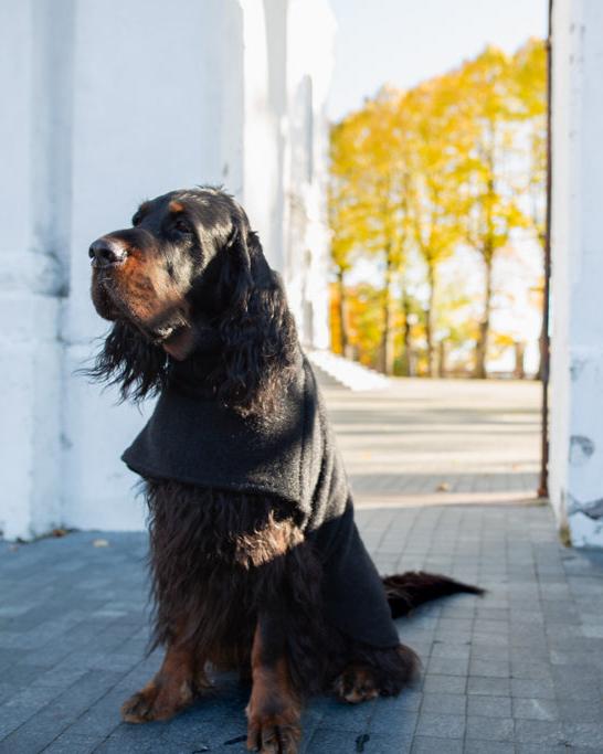 Ylellinen KENZOO-villatakki koiralle