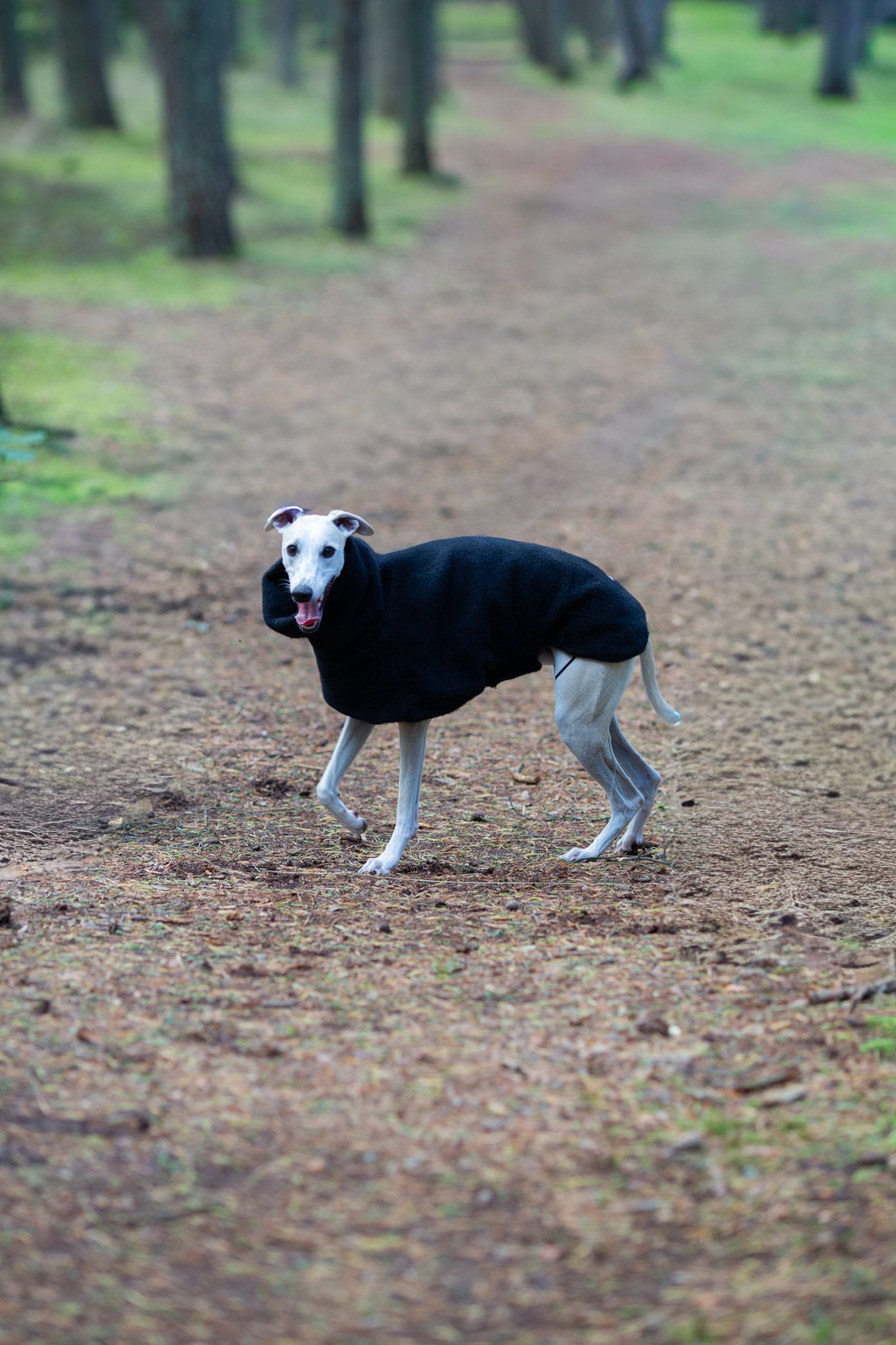 Luxurious KENZOO wool coat for a dog