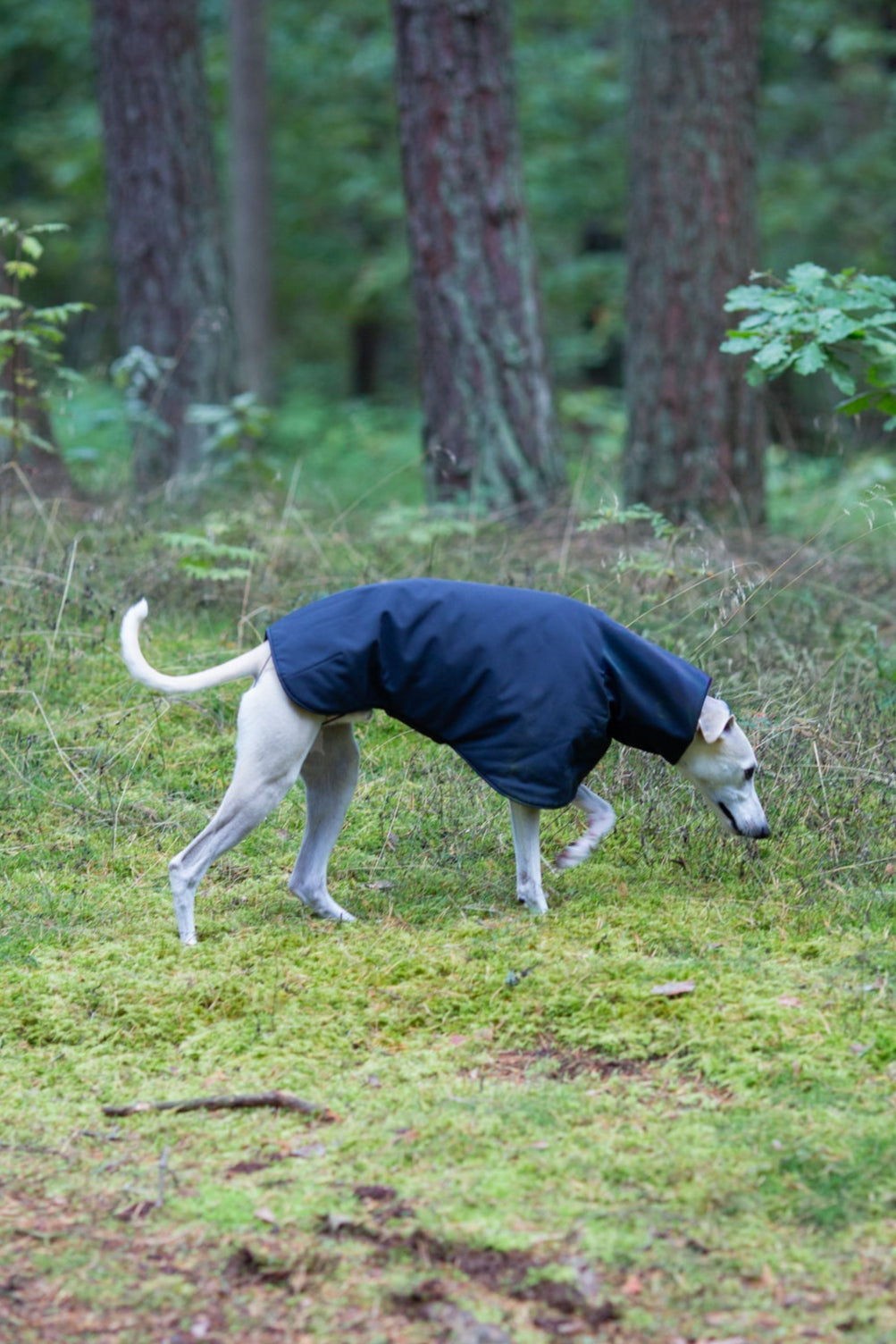 KENZOO black waterproof jacket for dog
