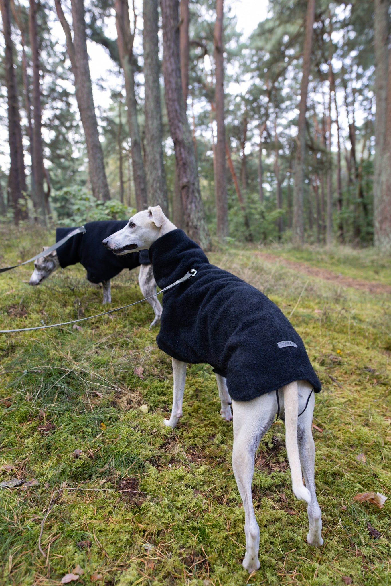 Luxurious KENZOO wool coat for a dog