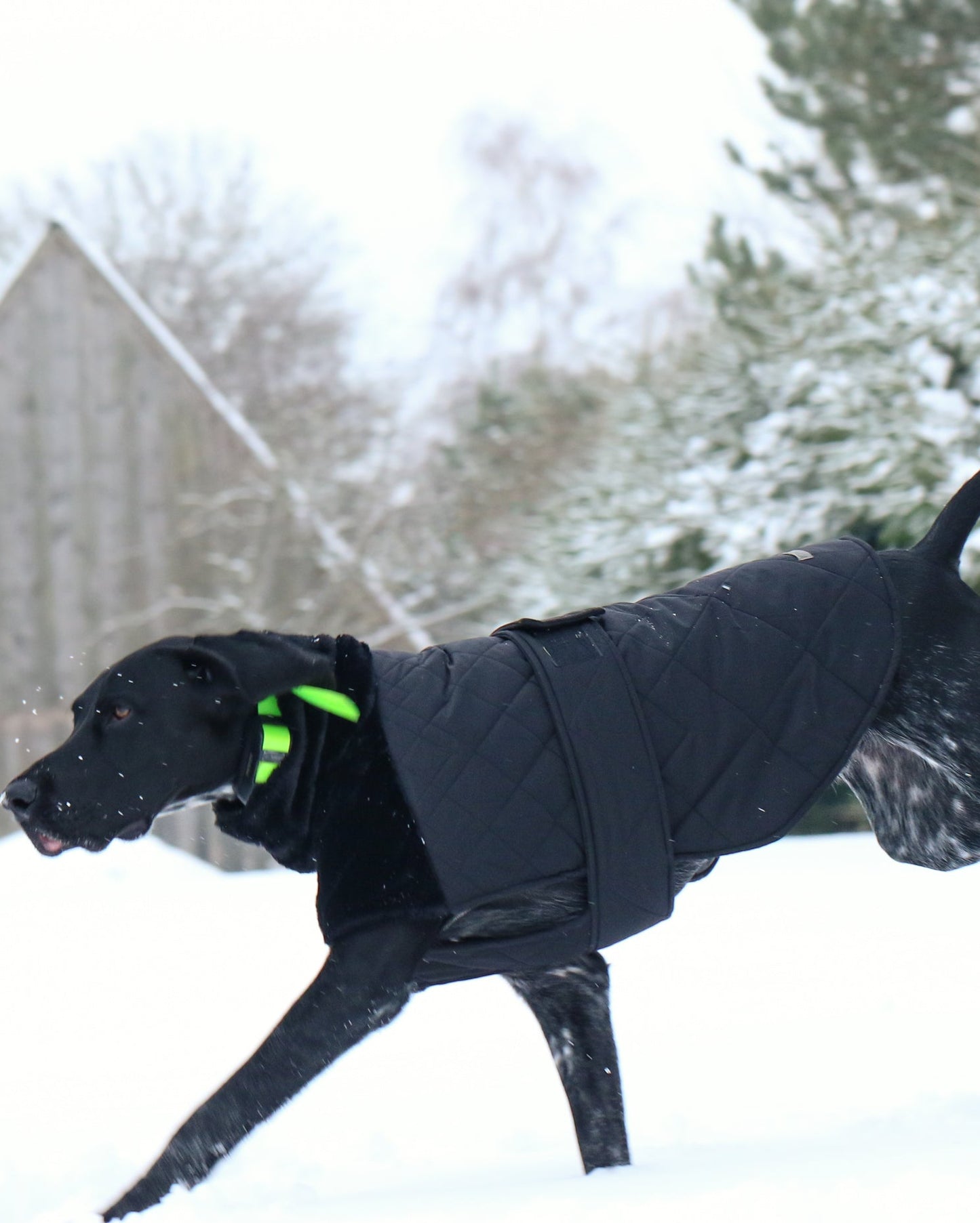 KENZOO black jacket with fur