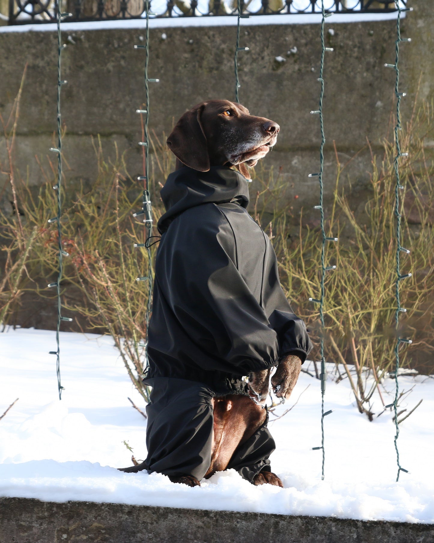 KENZOO waterproof dog overalls