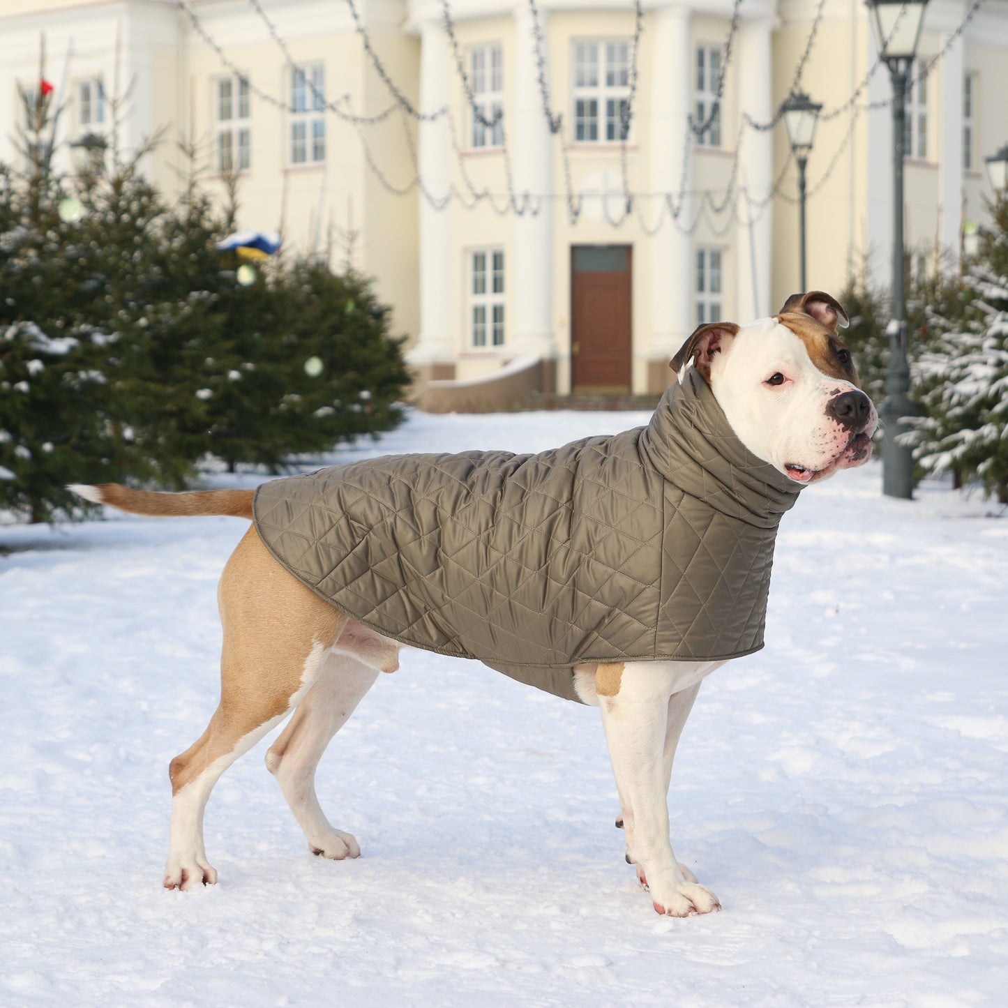 KENZOO grey-brown jacket for "bull" type dogs