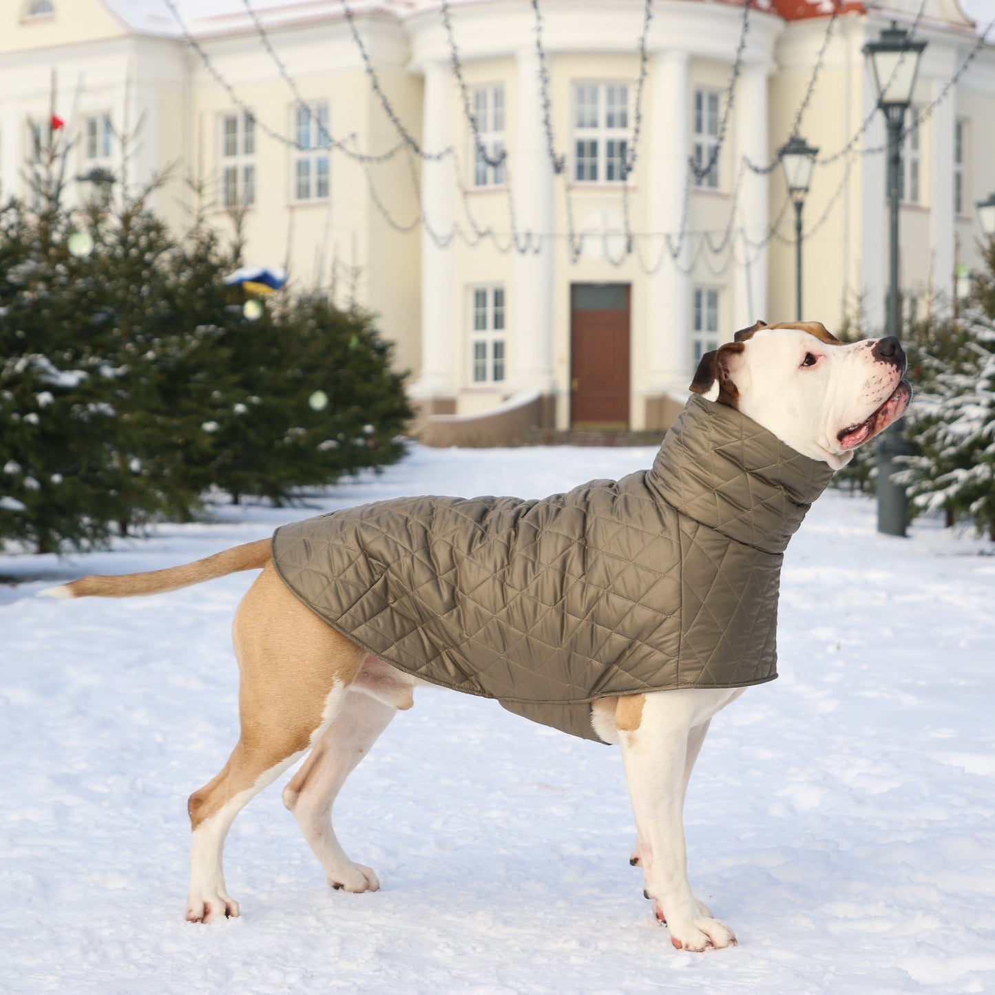 KENZOO grey-brown jacket for "bull" type dogs