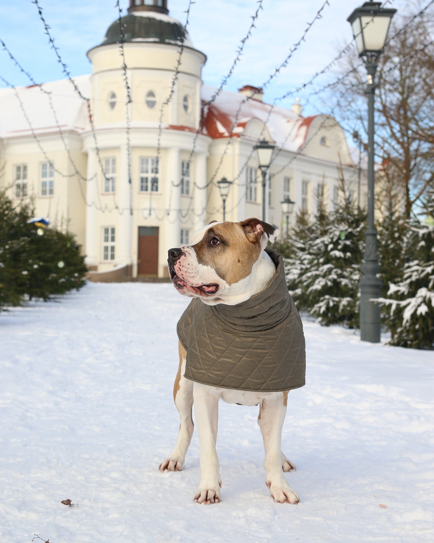 KENZOO grey-brown jacket for "bull" type dogs