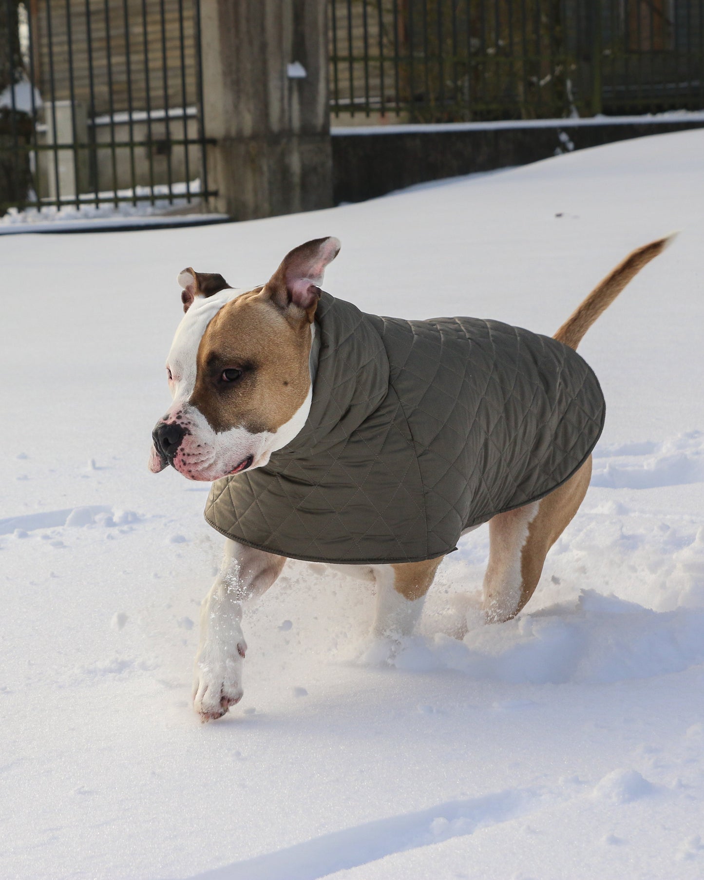KENZOO grey-brown jacket for "bull" type dogs