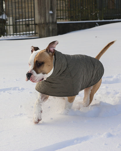 KENZOO grey-brown jacket for "bull" type dogs