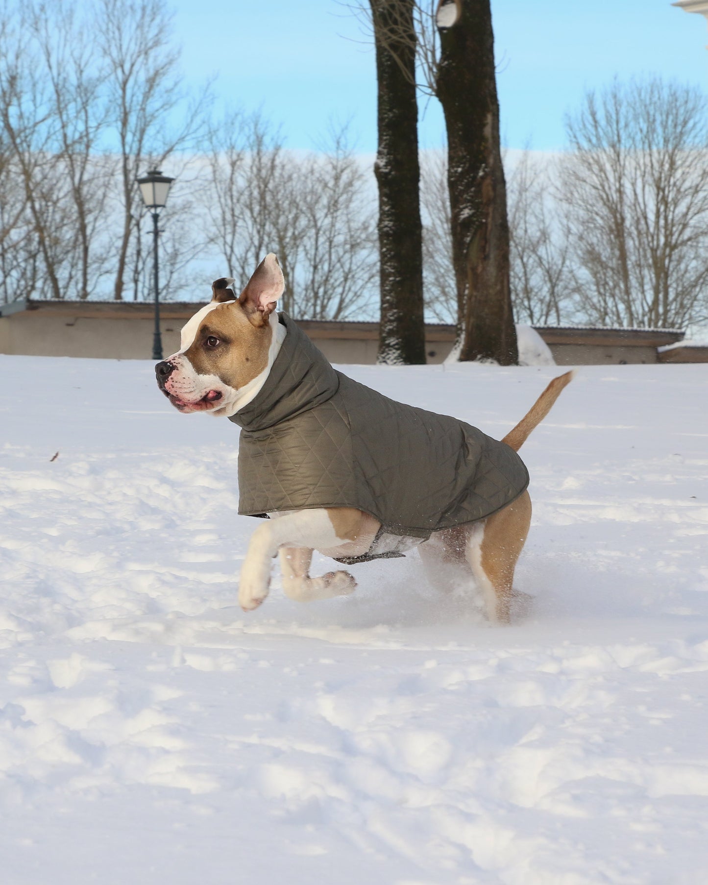 KENZOO grey-brown jacket for "bull" type dogs