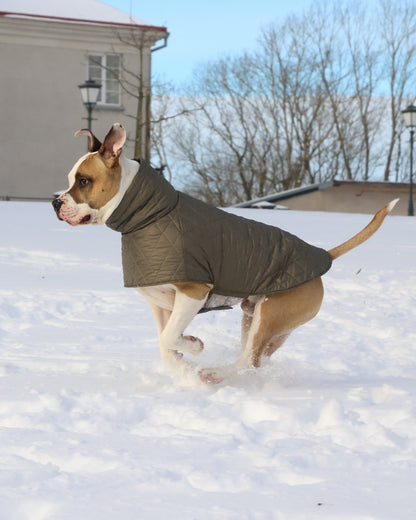 KENZOO grey-brown jacket for "bull" type dogs