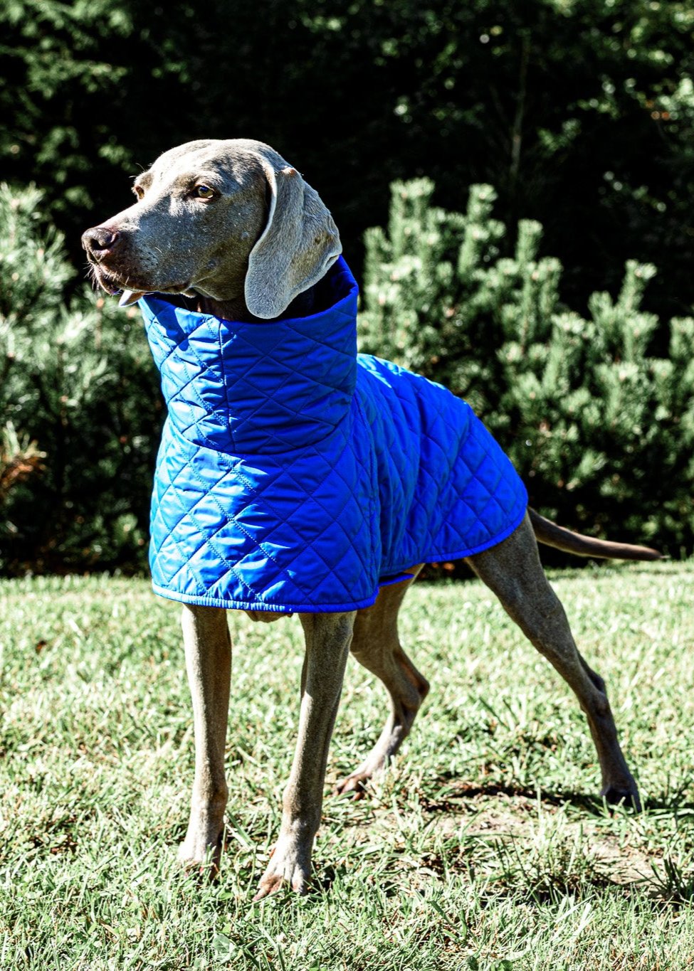 KENZOO blue light jacket for dog