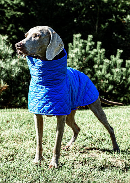 KENZOO blue light jacket for dog