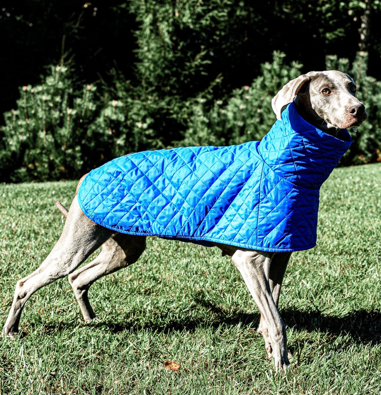 KENZOO blue light jacket for dog