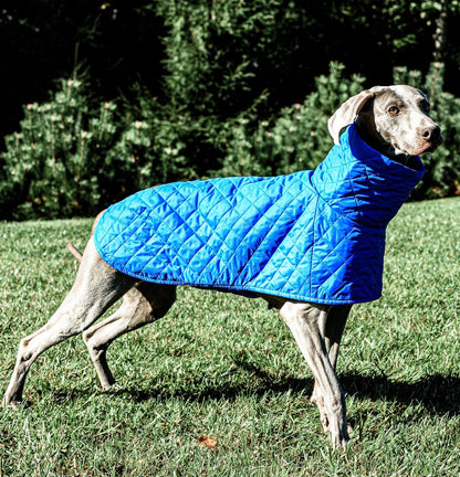 KENZOO blue light jacket for dog