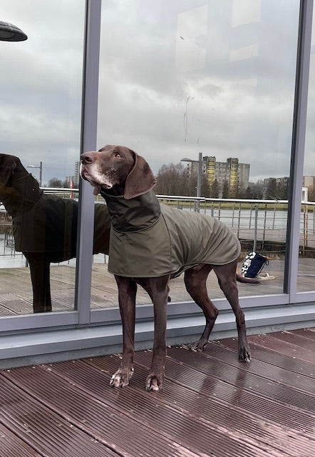 KENZOO khaki waterproof jacket for dog
