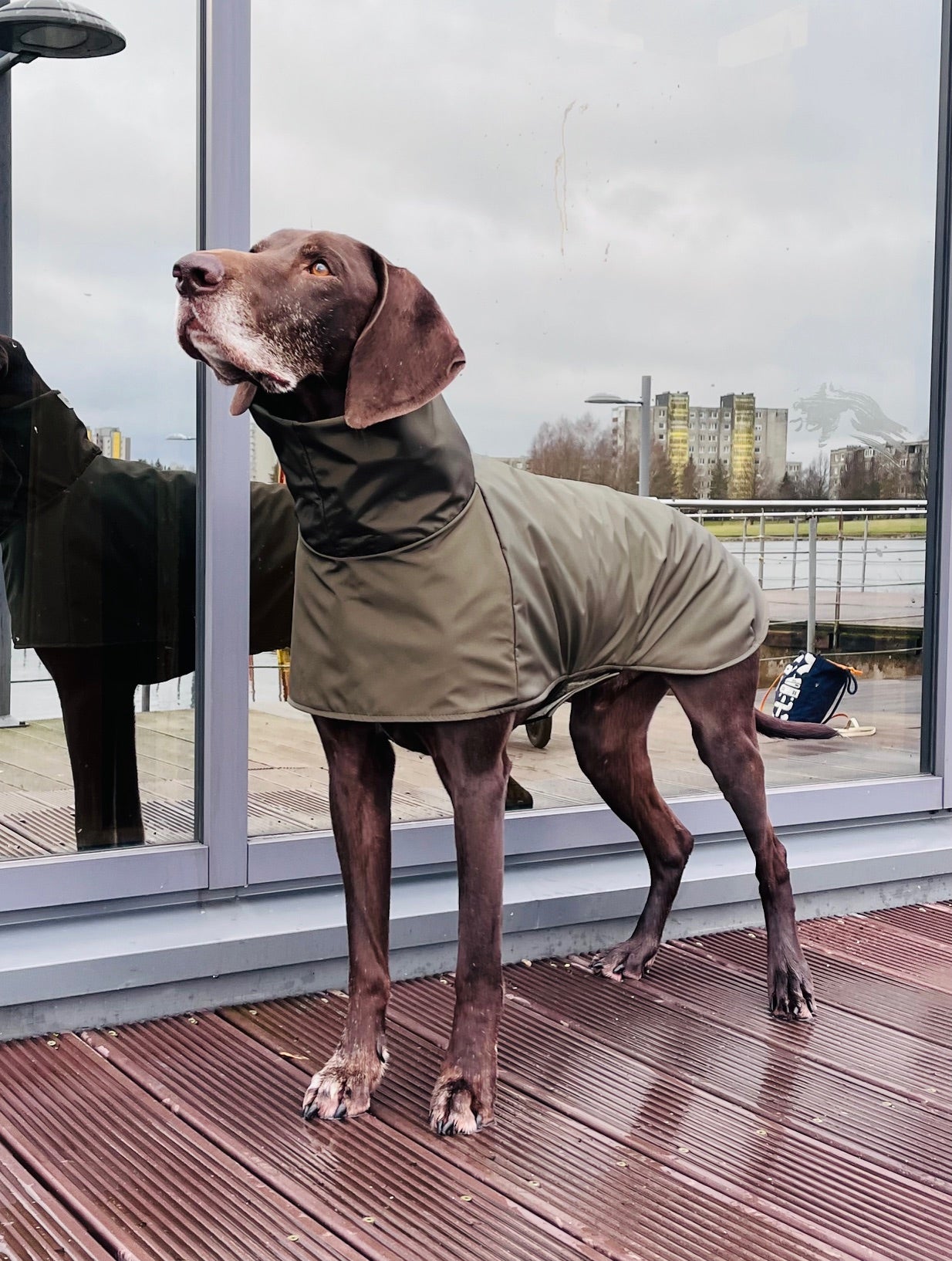 KENZOO khaki waterproof jacket for dog