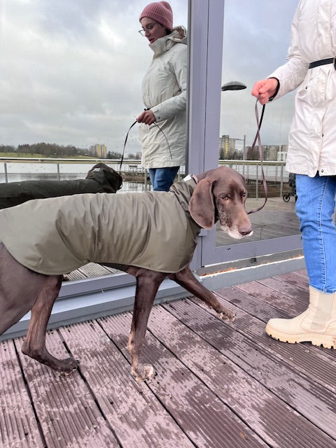 KENZOO khaki waterproof jacket for dog