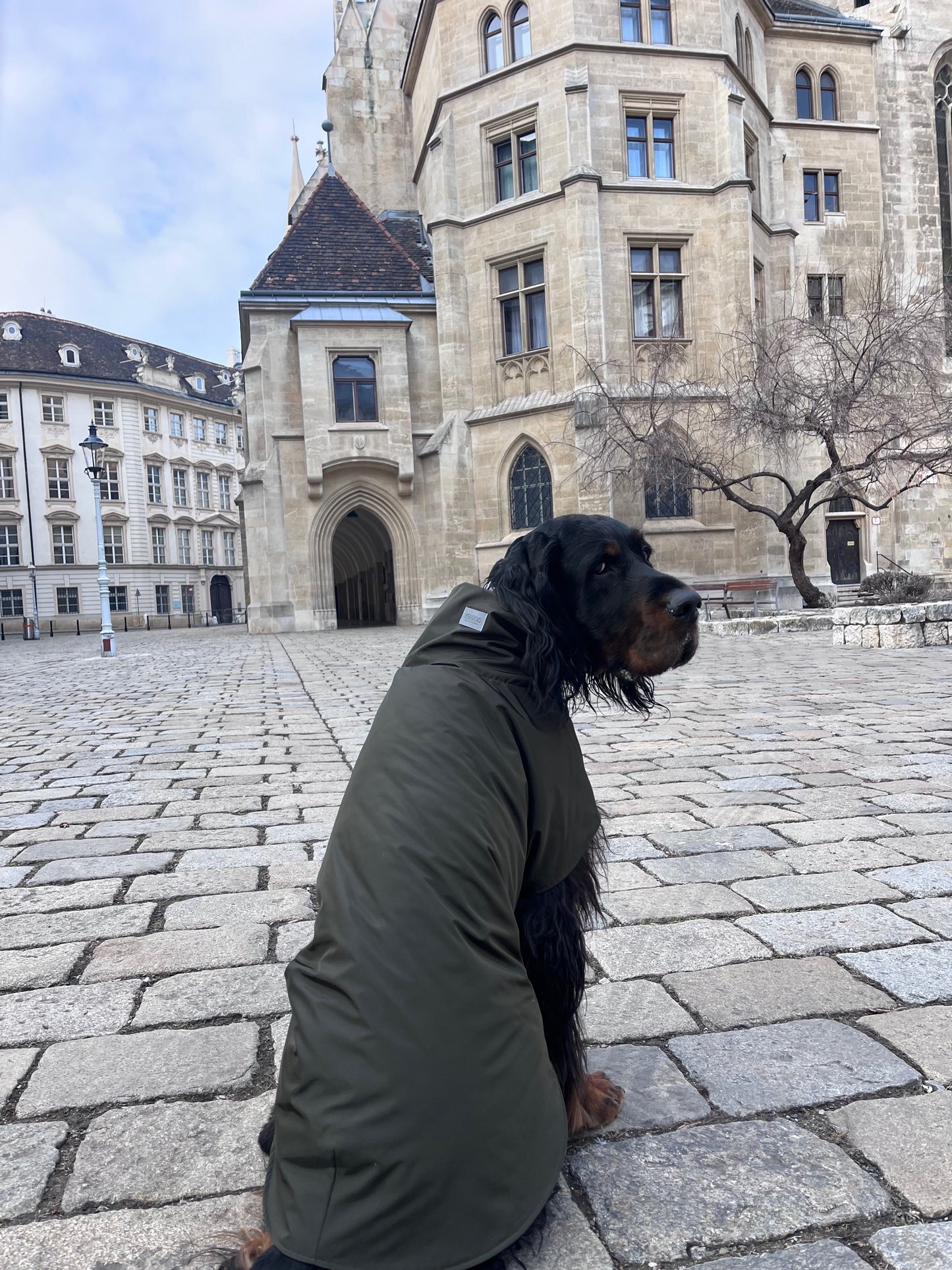 KENZOO khaki waterproof jacket for dog
