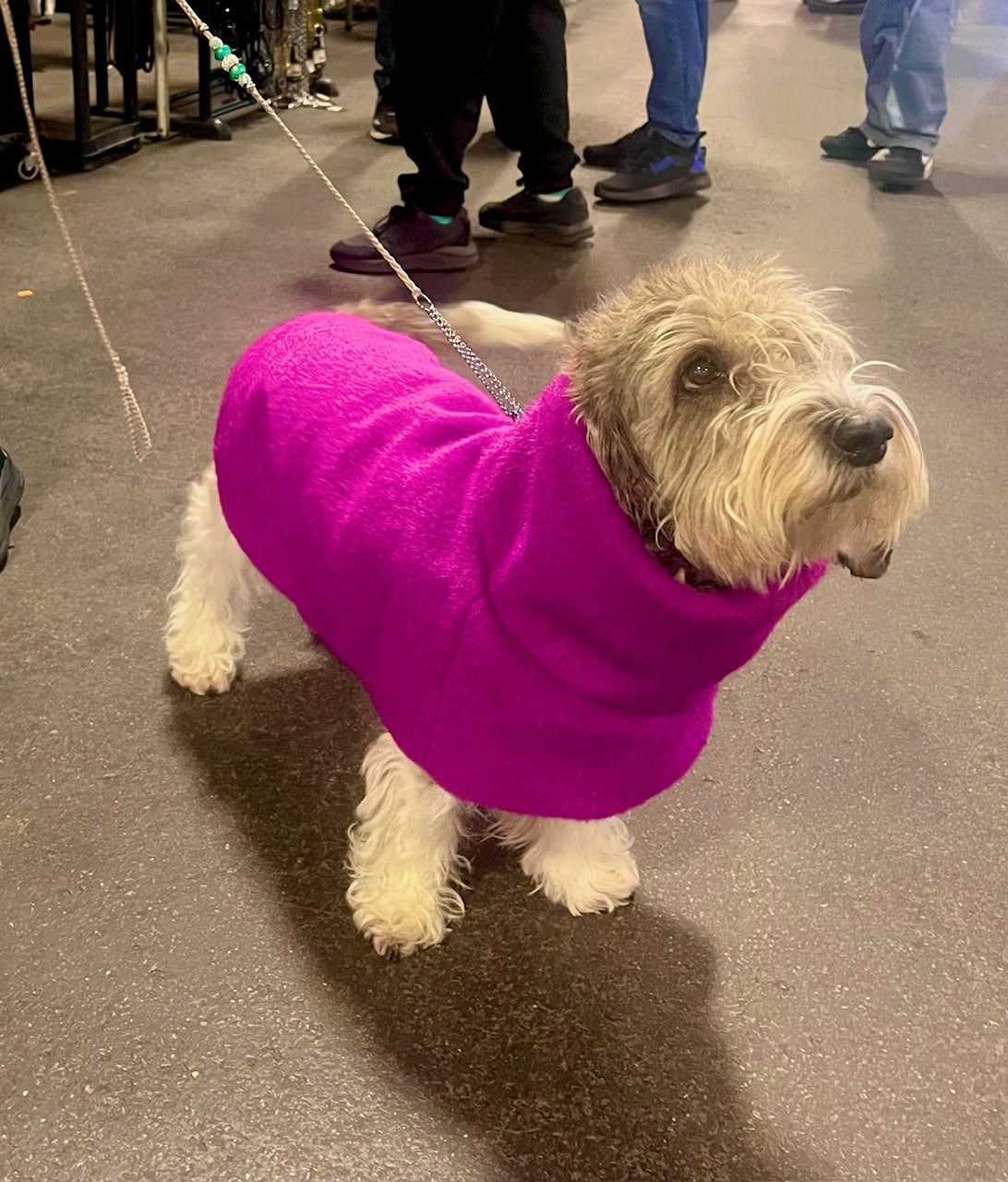 Ylellinen KENZOO-villatakki koiralle