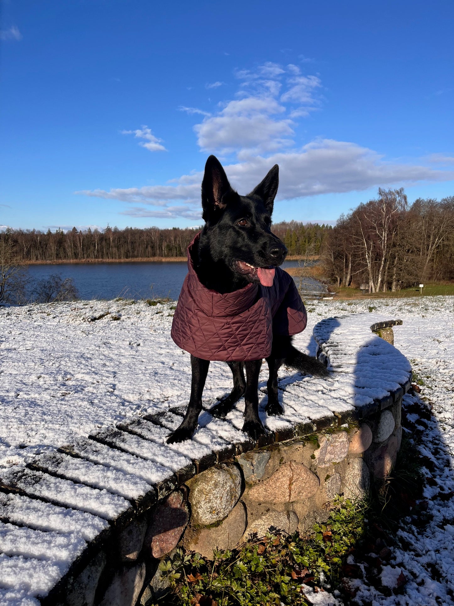 Raudono vyno spalvos KENZOO striukė šuniui