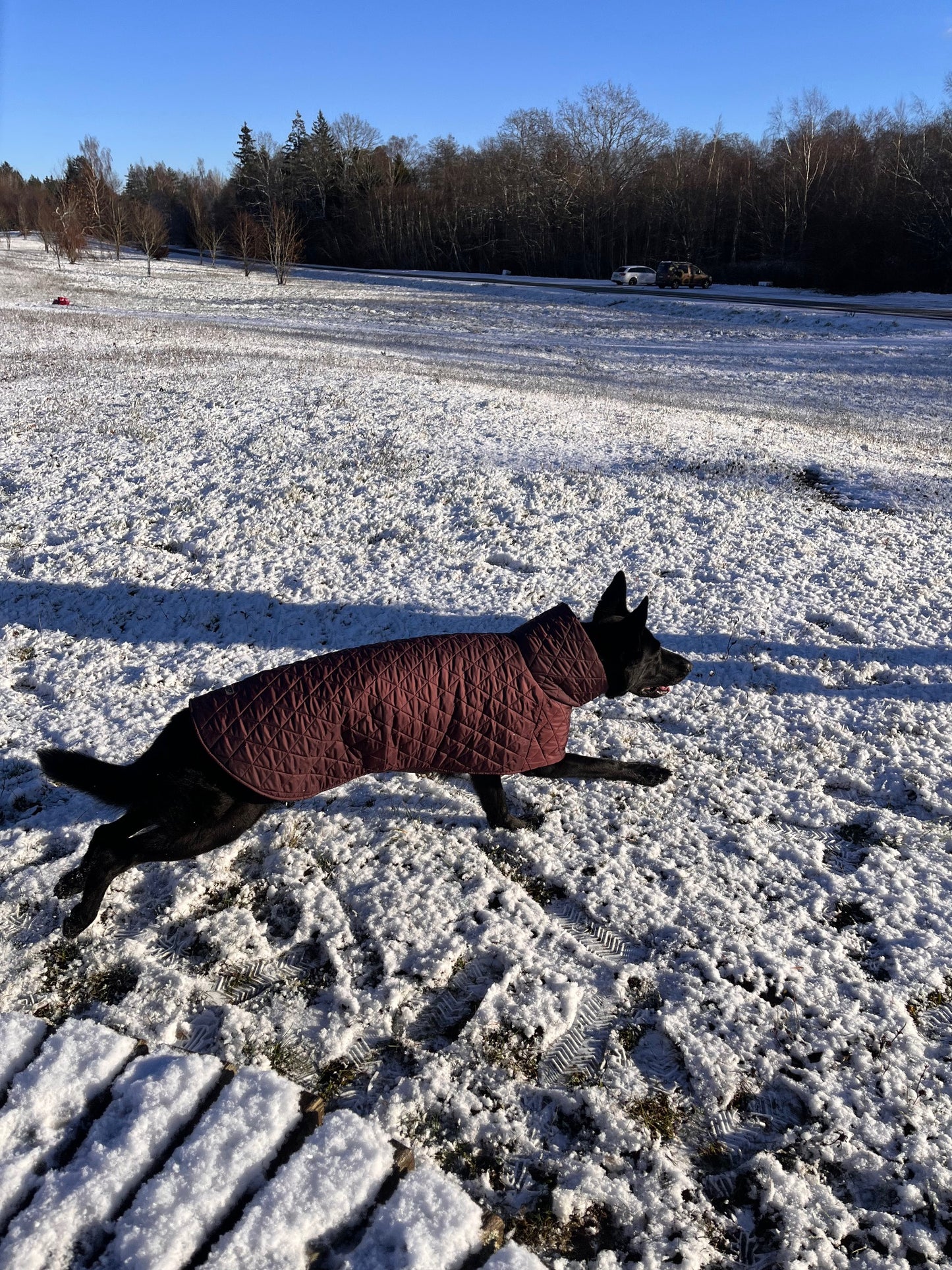 Raudono vyno spalvos KENZOO striukė šuniui