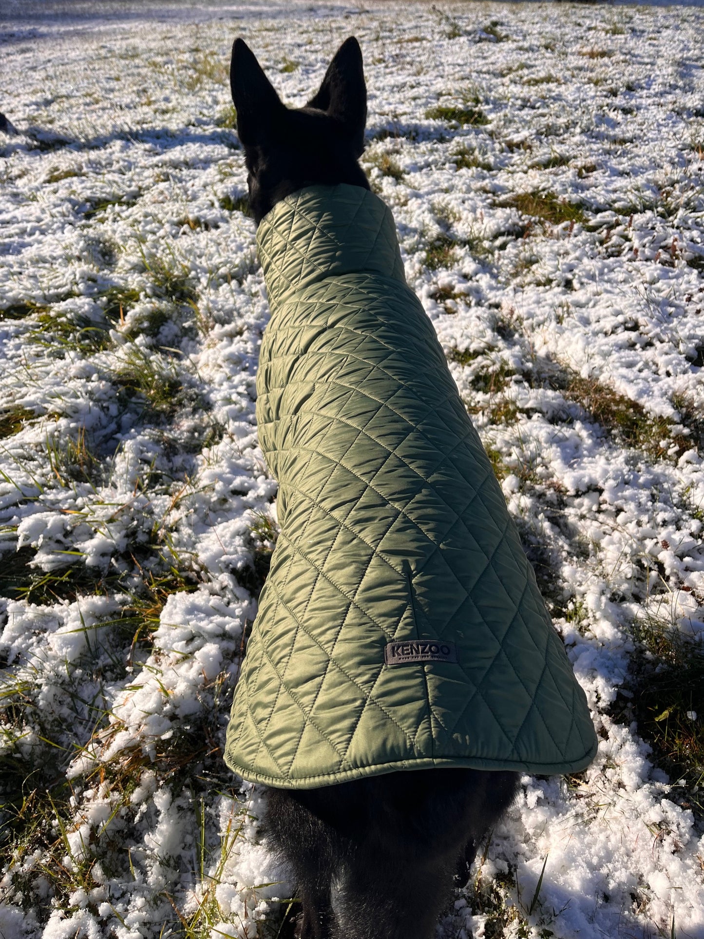 Alyvuogių spalvos KENZOO striukė šuniui