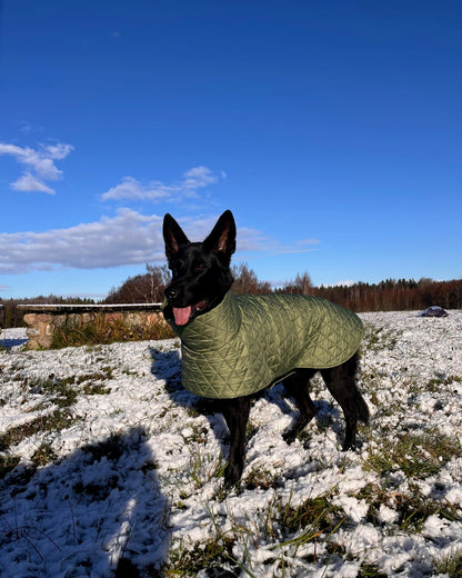 Alyvuogių spalvos KENZOO striukė šuniui