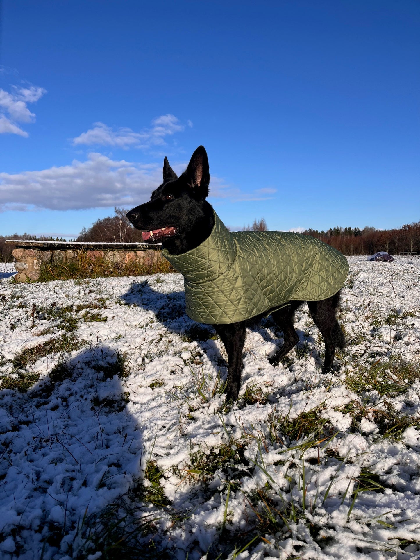 Alyvuogių spalvos KENZOO striukė šuniui