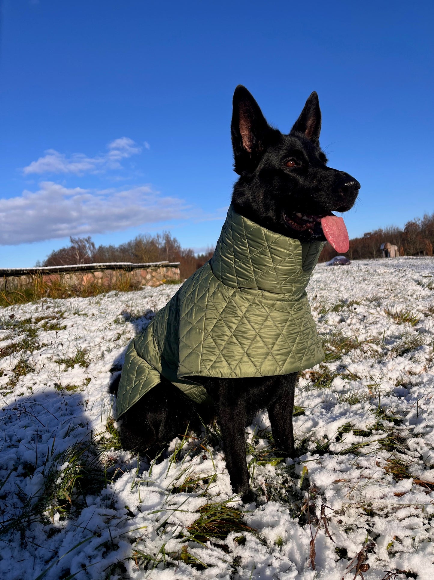 Alyvuogių spalvos KENZOO striukė šuniui