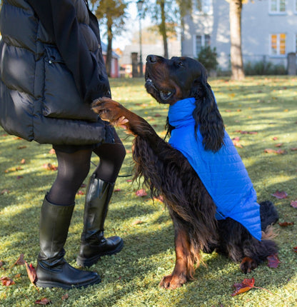 KENZOO blue light jacket for dog