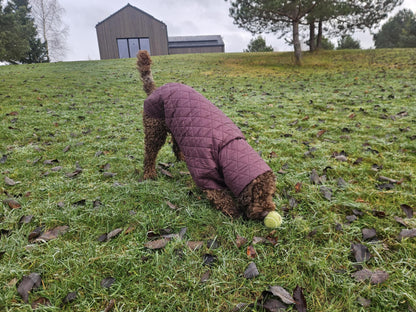 Raudono vyno spalvos KENZOO striukė šuniui